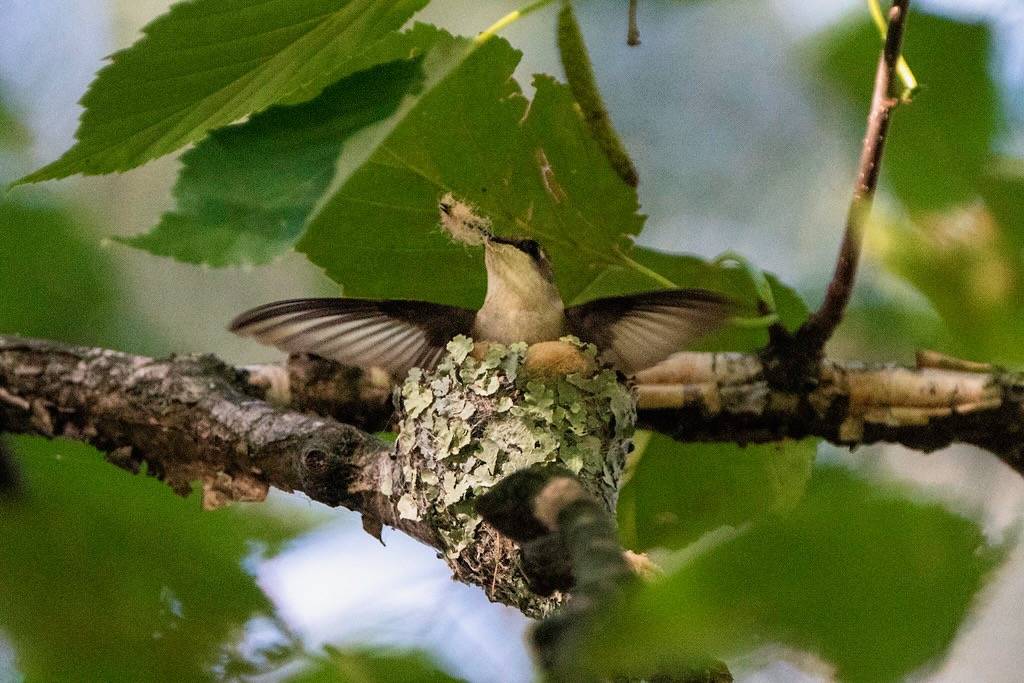 Ruby-throated hummingbird on nest with plant down for nest building in Aitkin, Minnesota by Lorie Shaull is licensed under CC BY-SA 2.0.